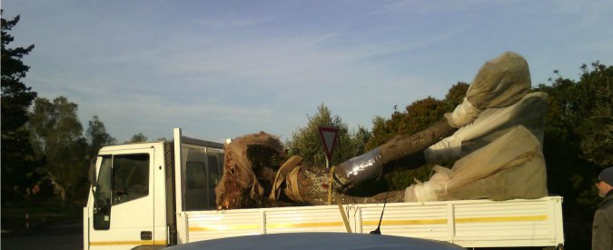 Copertina di Tap, al via rimozione ulivi a Melendugno: attivisti cercano di bloccare camion. Appello sindaci della Puglia: “Fermateli”