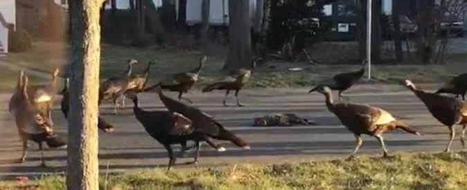 Copertina di Tacchini alla messa nera. Il curioso comportamento dei pennuti: sembra un rito sacrificale