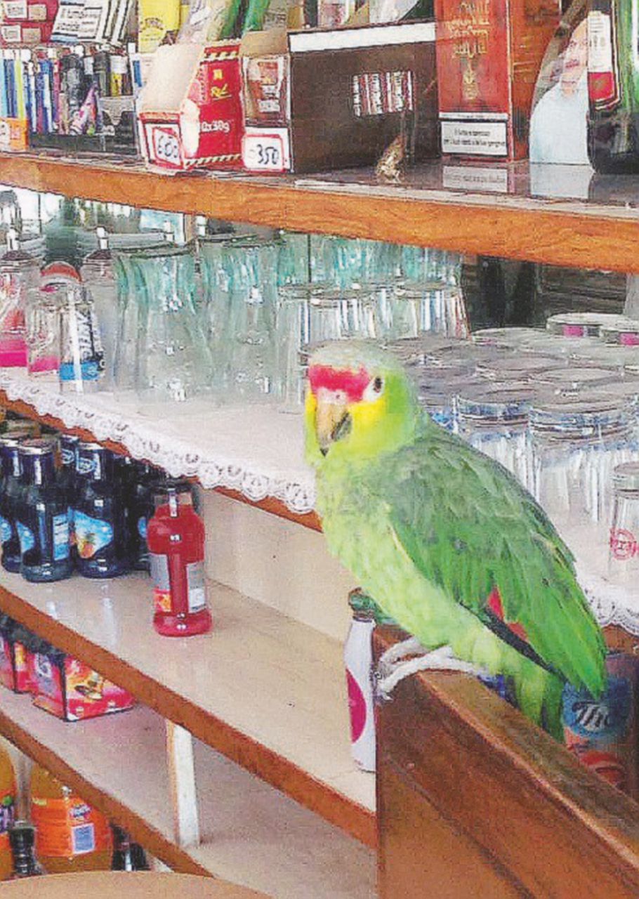 Il pappagallo che da 28 giorni aspetta ancora il barista Davide Fabbri, la prima vittima - Ansa Igor, il “criminale di serie C” e la vivandiera che lo protegge
