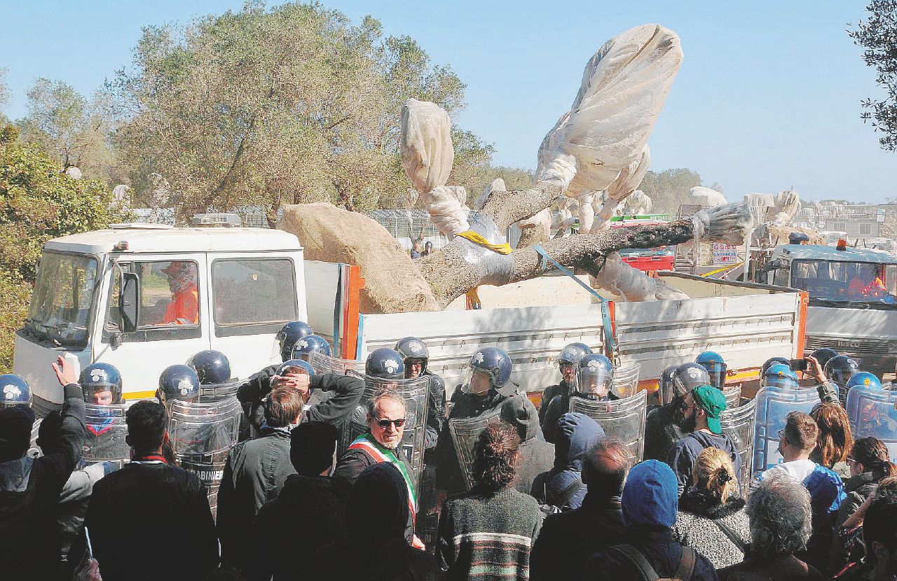 Le proteste a Melendugno (Lecce) contro l’espianto degli ulivi necessario ai lavori per l’approdo del gasdotto Tap - Ansa Il palco di Taranto si sposta in Salento: artisti mobilitati contro il gasdotto Tap