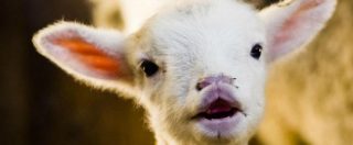 Copertina di Pasqua, nella polemica sugli agnelli arriva l’invito del Consorzio di Sardegna: “Scattate una foto”