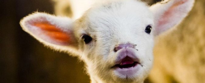 Pasqua, nella polemica sugli agnelli arriva l’invito del Consorzio di Sardegna: “Scattate una foto”
