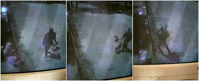 Copertina di Foggia, uomo lancia cuccioli oltre la recinzione del canile. Il filmato delle telecamere di sorveglianza