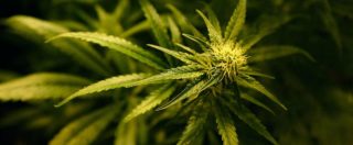Copertina di Cannabis legale, le regole per coltivare la pianta senza autorizzazione