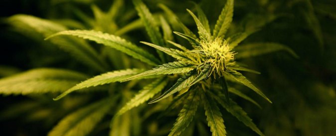 Cannabis legale, le regole per coltivare la pianta senza autorizzazione