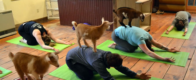 Copertina di Sopra l’anca la capra… mantra: alla lezione di yoga con più “beee” e meno “omm”