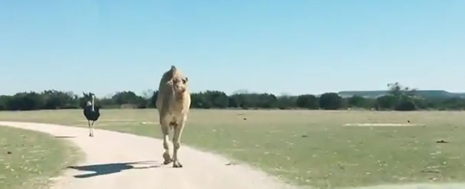 Copertina di Il dromedario ladro è solo goloso: ecco cosa fa quando vede la merenda di queste due ragazze