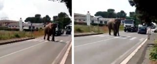 Copertina di Viterbo, elefante scappa dal circo Orfei e va a spasso per le strade della città