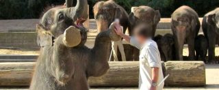 Copertina di Video choc dalla Germania, violenze su elefanti nello zoo di Hannover. Nemmeno il cucciolo viene risparmiato