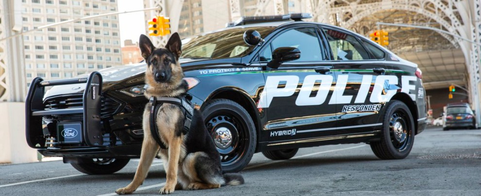 Copertina di Ford Responder Hybrid, ecco la nuova ibrida della polizia americana – FOTO