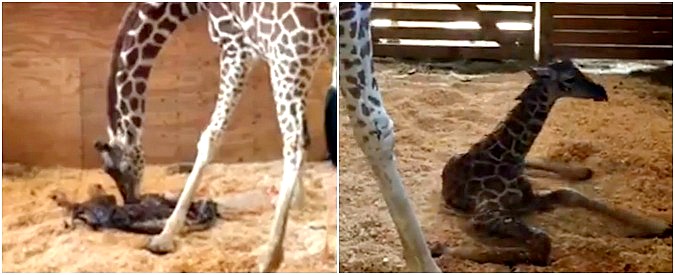 Copertina di La giraffa April dà alla luce un cucciolo. Il parto seguito in diretta da oltre 1 milione di persone