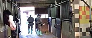 Copertina di Torino, denuncia maltrattamento cavalli, i titolari del maneggio gli rompono le braccia a bastonate e lo pestano per ore