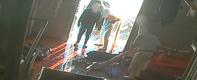 Copertina di Frosinone, animalisti denunciano maltrattamenti nel mattatoio: “Vitelli lanciati dai camion, presi a pugni e calci”