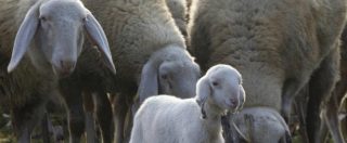 Copertina di Terremoto, i pastori sardi donano mille pecore a quelli di Cascia che hanno perso le greggi