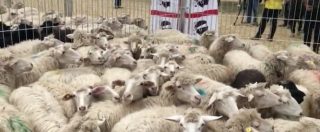 Copertina di Terremoto, Coldiretti: “Mille pecore dalla Sardegna a Cascia per ripartire dopo la strage di animali”