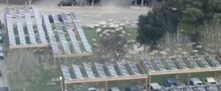Copertina di Sardegna, la video-denuncia del consigliere regionale: “Che degrado. Invasione di pecore in ospedale”