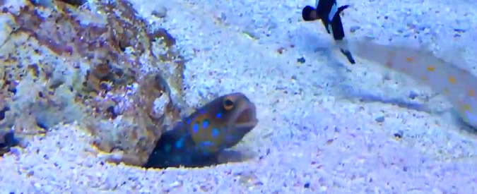 Copertina di i due pesci non si sopportano, battaglia senza esclusione di sputi. E il duello fa migliaia di clic