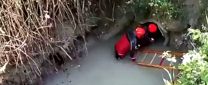 Copertina di Bibi, cane fortunato: risucchiato in uno scarico, viene salvato (in extremis) dai Vigili del fuoco