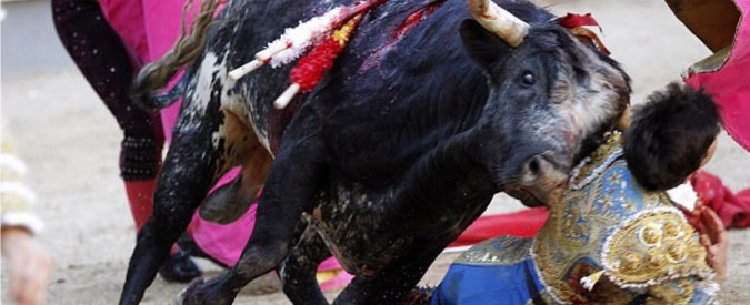 Copertina di Incornato alla gola davanti a 10mila spettatori, il giovane torero lotta per la vita dopo la corrida d’esordio