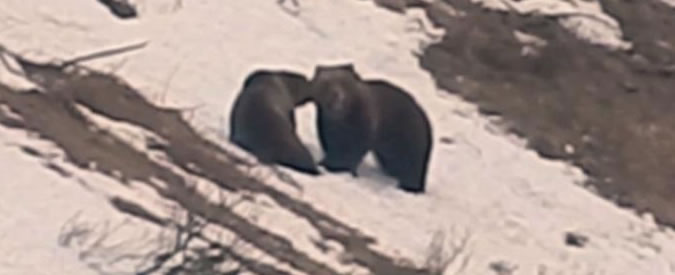 Copertina di Capriole e scivolate sulla neve. Ecco come se la spassano mamma orsa e il suo cucciolo nel parco del Brenta