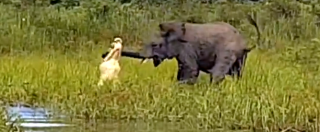 Copertina di Coccodrillo vs elefante, la lotta per la vita in riva al fiume. L’unione fa la forza