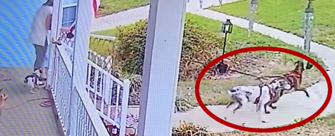 Copertina di Quando il cane è troppo grosso la padrona prende il volo. E la passeggiata dei due alani finisce subito