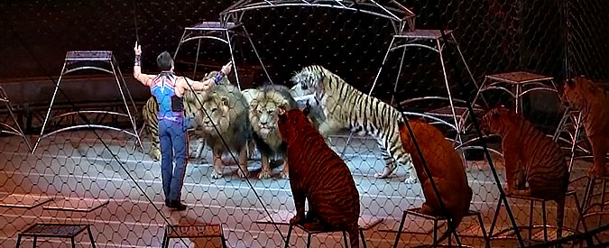 Copertina di Addio al circo Barnum: a New York l’ultimo show dopo 146 anni di spettacoli