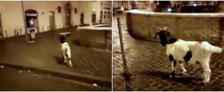Copertina di Sorpresa: c’è una capra a spasso per Roma. L’incontro con un tassista in Largo Argentina