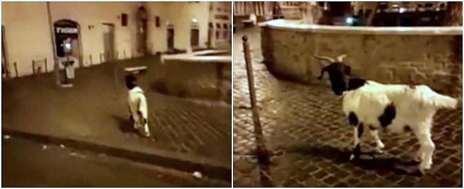 Copertina di Sorpresa: c’è una capra a spasso per Roma. L’incontro con un tassista in Largo Argentina