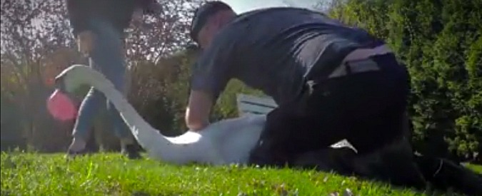 Copertina di Come ti salvo l’animale ferito. Il video in soggettiva del volontario che cattura il cigno è spettacolare