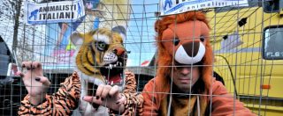 Copertina di Circo, ddl vieta l’impiego degli animali. Giovanardi: “Ingiusto, allora proibiamone uso a chi salva la gente sotto le valanghe”