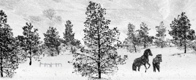 Copertina di Cannes 2017, ’24 frames’ di Kiarostami: un film che sembra fatto di niente