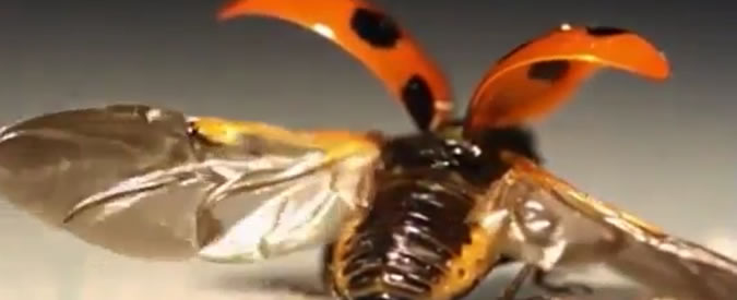 Copertina di Dall’ingegneria spaziale agli ombrelli, ecco come le ali della coccinella cambieranno il futuro