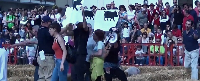 Copertina di Pavia, animalisti interrompono il palio dei maiali. Il pubblico insorge