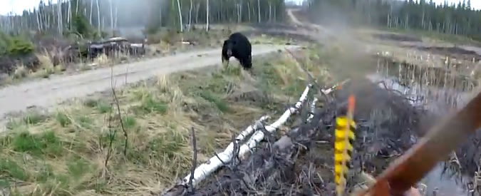 Copertina di L’orso si avventa sul cacciatore. Lo spaventoso faccia a faccia è ripreso in soggettiva