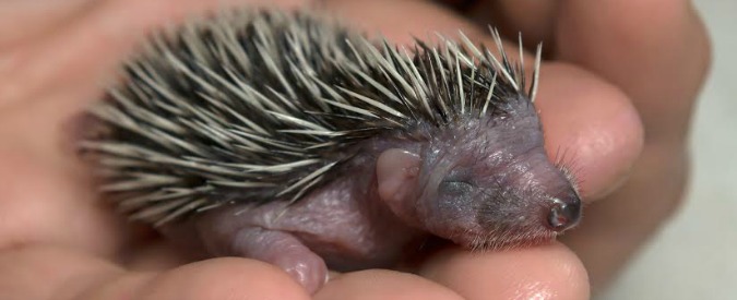 Copertina di Massimo Vacchetta, l’uomo che sussurra ai ricci (e li cura)