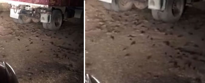 Copertina di L’agricoltore entra nel fienile ed ecco cosa si trova davanti. La scena è da film horror