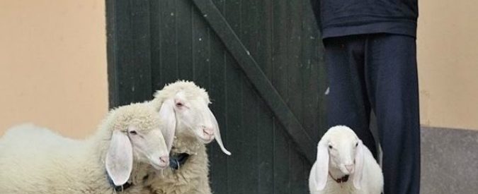 Silvio Berlusconi ospite di Dalla Parte degli Animali, circondato da cani e agnellini: “Sanno amare e essere amici che non si separano mai da noi”