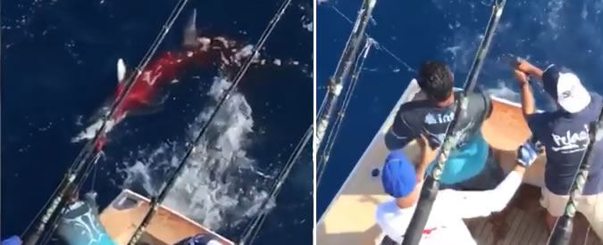 Copertina di La bravata del figlio del boss che fa imbestialire gli animalisti: squalo tigre freddato a colpi di pistola