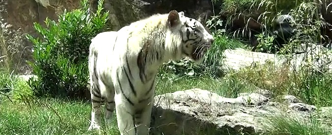 Copertina di La prima passeggiata di Gladio sull’erba. Inizia la nuova vita della tigre cresciuta dentro la gabbia di un circo