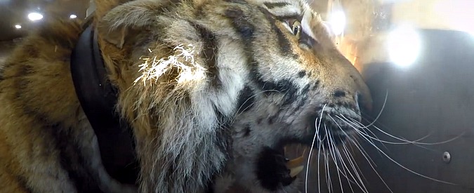 Copertina di La tigre torna finalmente libera. La sua reazione quando esce dalla gabbia è imperdibile