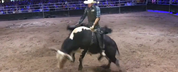 Copertina di Toro scatenato, a farne le spese è il cowboy: il rodeo gli costa fegato e pancreas