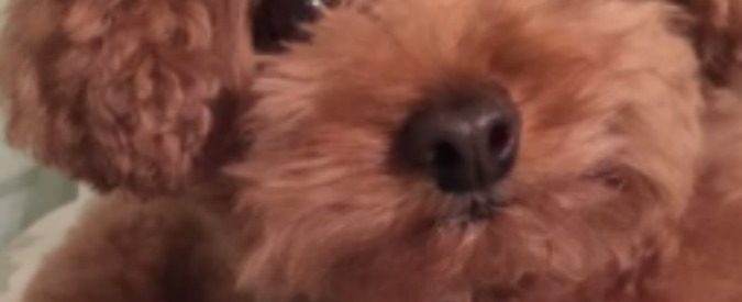 Ornella Vanoni piange disperata la morte del suo inseparabile cane: “Why non c’è più”