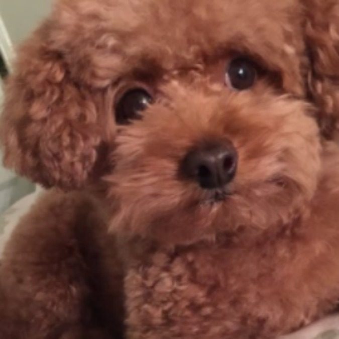 Ornella Vanoni piange disperata la morte del suo inseparabile cane: “Why non c’è più”