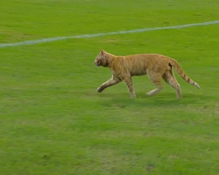 Copertina di Copa Sudamericana, tra Estudiantes e Sol De America vince il gatto