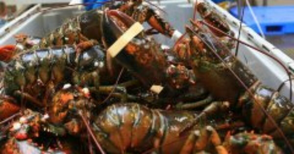 “Dalla parte dei crostacei” per una Pasqua consapevole: come gustare astici, granchi e aragoste senza infliggere sofferenze