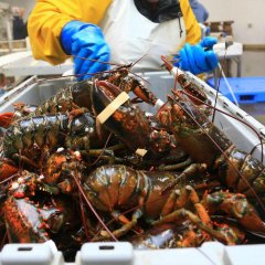 “Dalla parte dei crostacei” per una Pasqua consapevole: come gustare astici, granchi e aragoste senza infliggere sofferenze