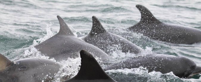 Sardegna, carcasse di delfini mutilati: indaga la Capitaneria di Porto