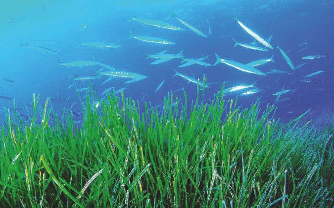 Alghe mediterranee - La posidonia è un genere di pianta acquatica presente nel Mediterraneo - Ansa “Seguite la posidonia, se la trovate è il posto giusto”