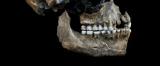 Copertina di Scienza, team di paleontologi: “Gli uomini di Neanderthal sono stati i primi dentisti della storia: usavano ossi e fusti d’erba”